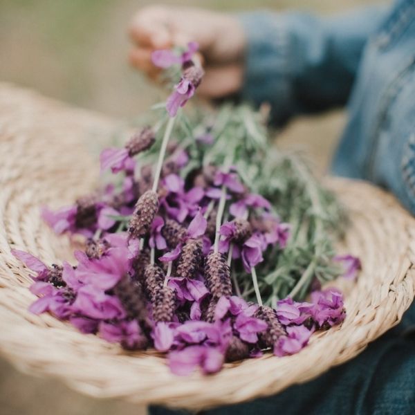 Lavender Mist